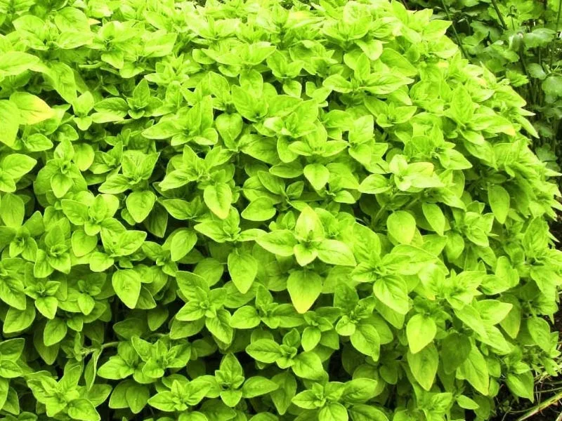 Эфирное масло зеленого орегано (Origanum vulgare): как его правильно использовать?