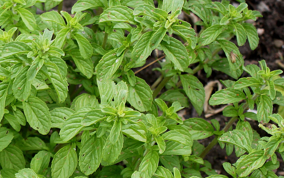 Эфирное масло мяты болотной (Mentha pulegium): как его правильно использовать?