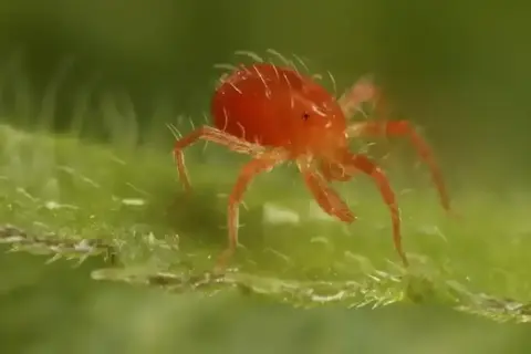 Когда паутина становится угрозой: как остановить паутинного клеща