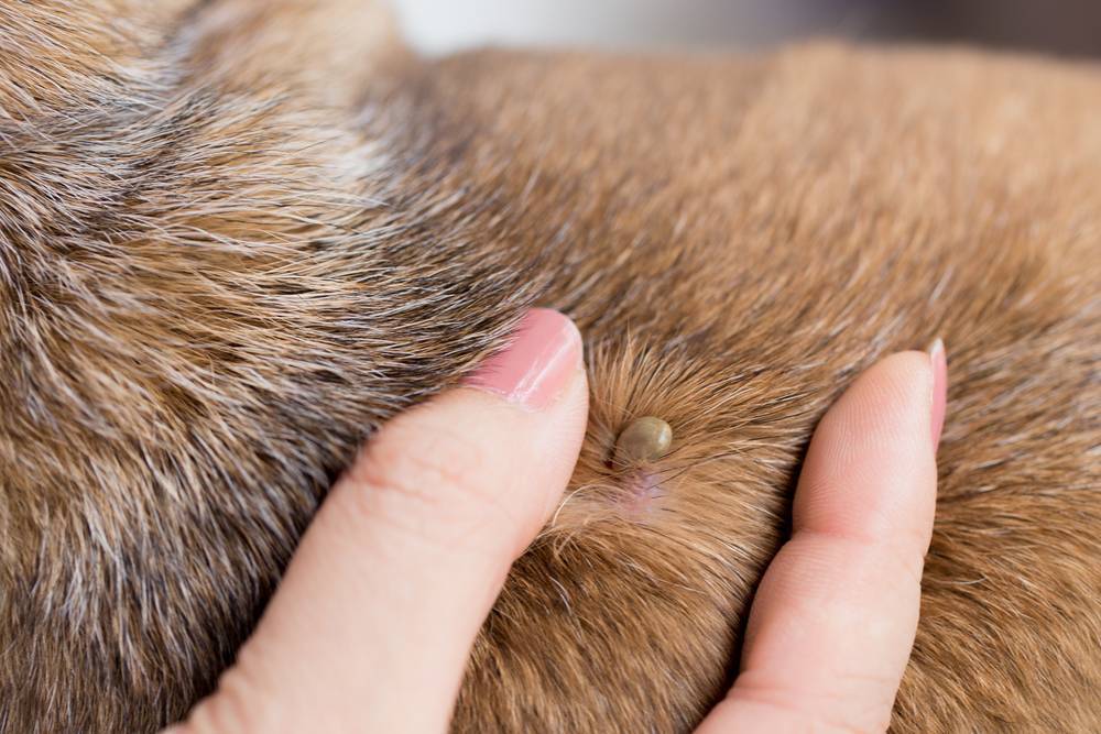 Укус клеща у собаки: симптомы и методы лечения