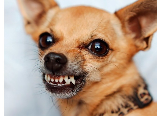 Действительно ли ваша собака агрессивна и нападает без причины?