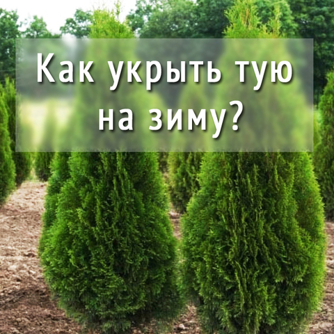 Как укрыть тую на зиму?