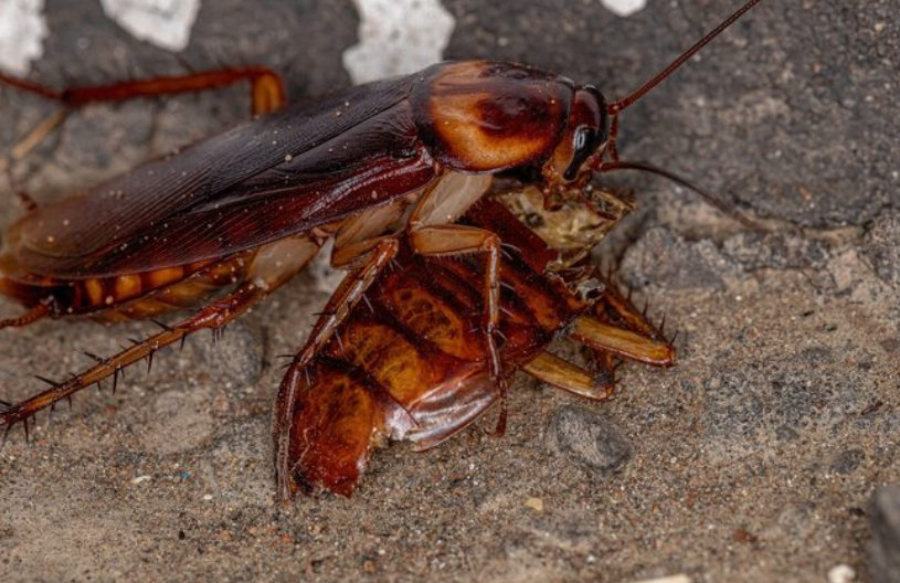 Тараканы и клопы после зимы: особенности весенней дезинсекции