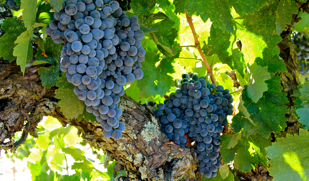 Французский сорт. Кариньян (виноград). Масуэло сорт винограда. Carignan сорт винограда. Кариньян сорт.