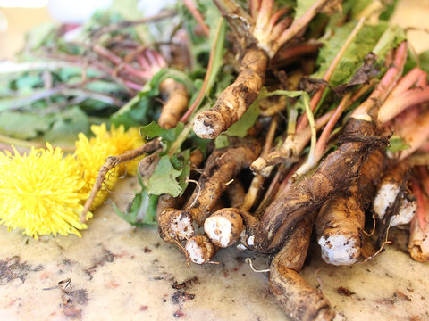 Одуванчик (taraxacum officinale)