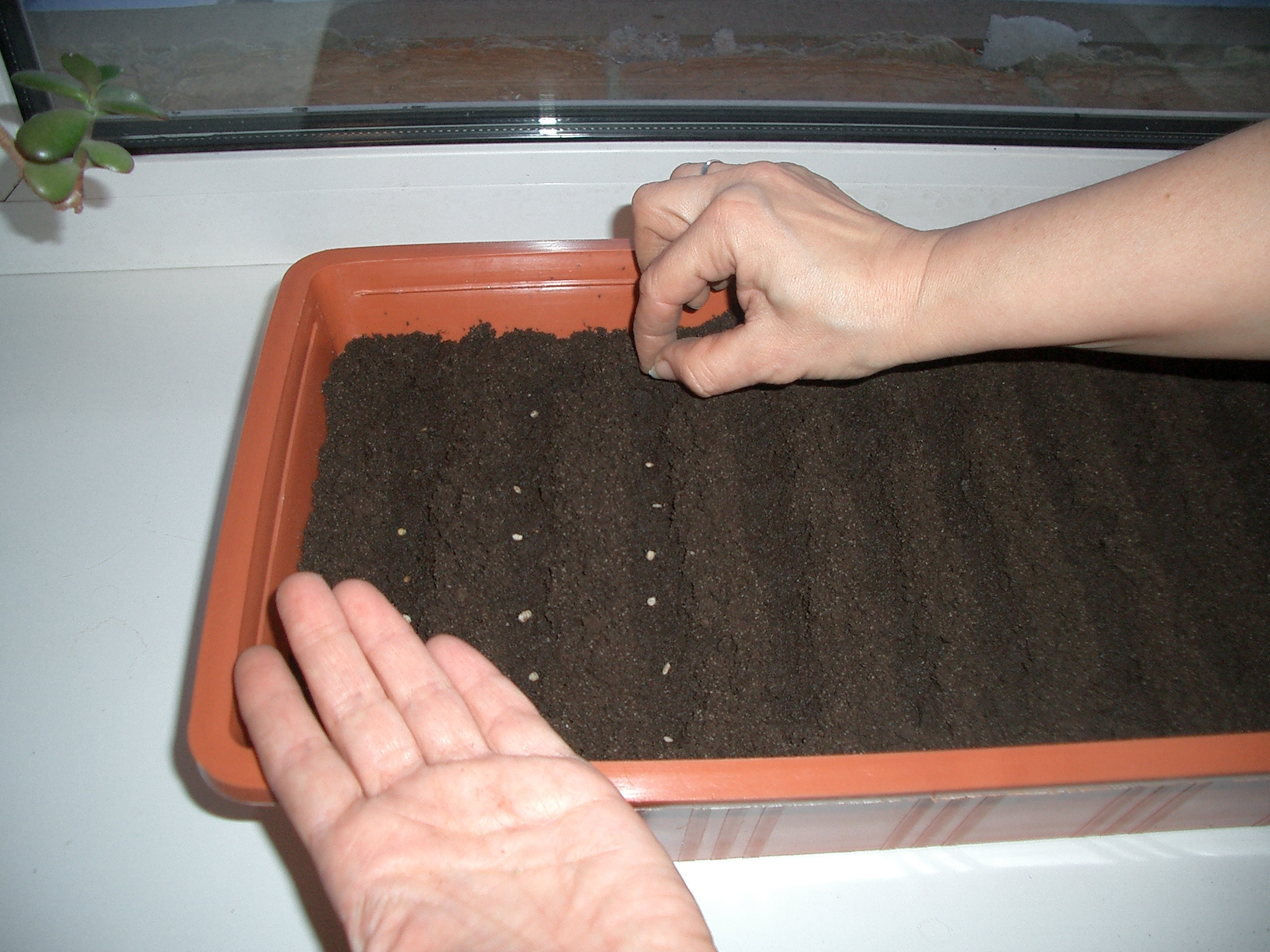 Правила посадки в Грунт "ГАРАНТ" Правила посадки в Грунт "ГАРАНТ"