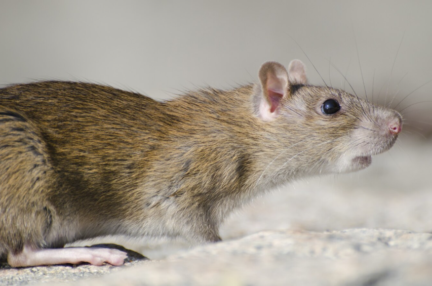 Средства от грызунов — эффективная дератизация для дома и предприятия