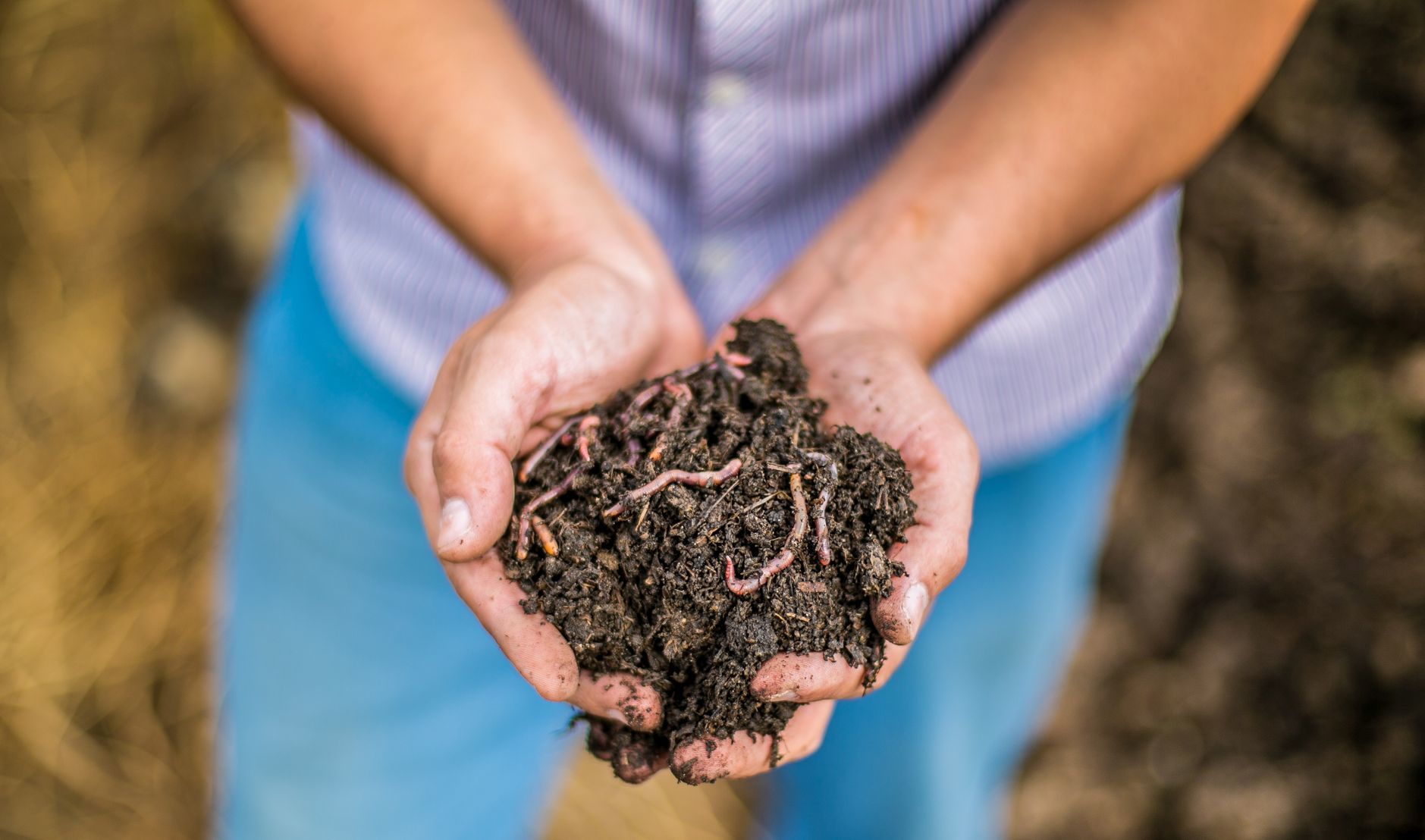 Как дождевые черви создают умные грунты. Как дождевые черви создают умные грунты.