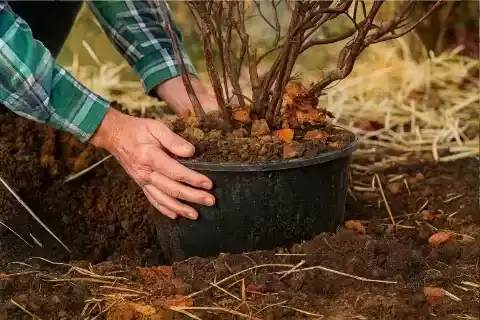 Зимовка контейнерных растений