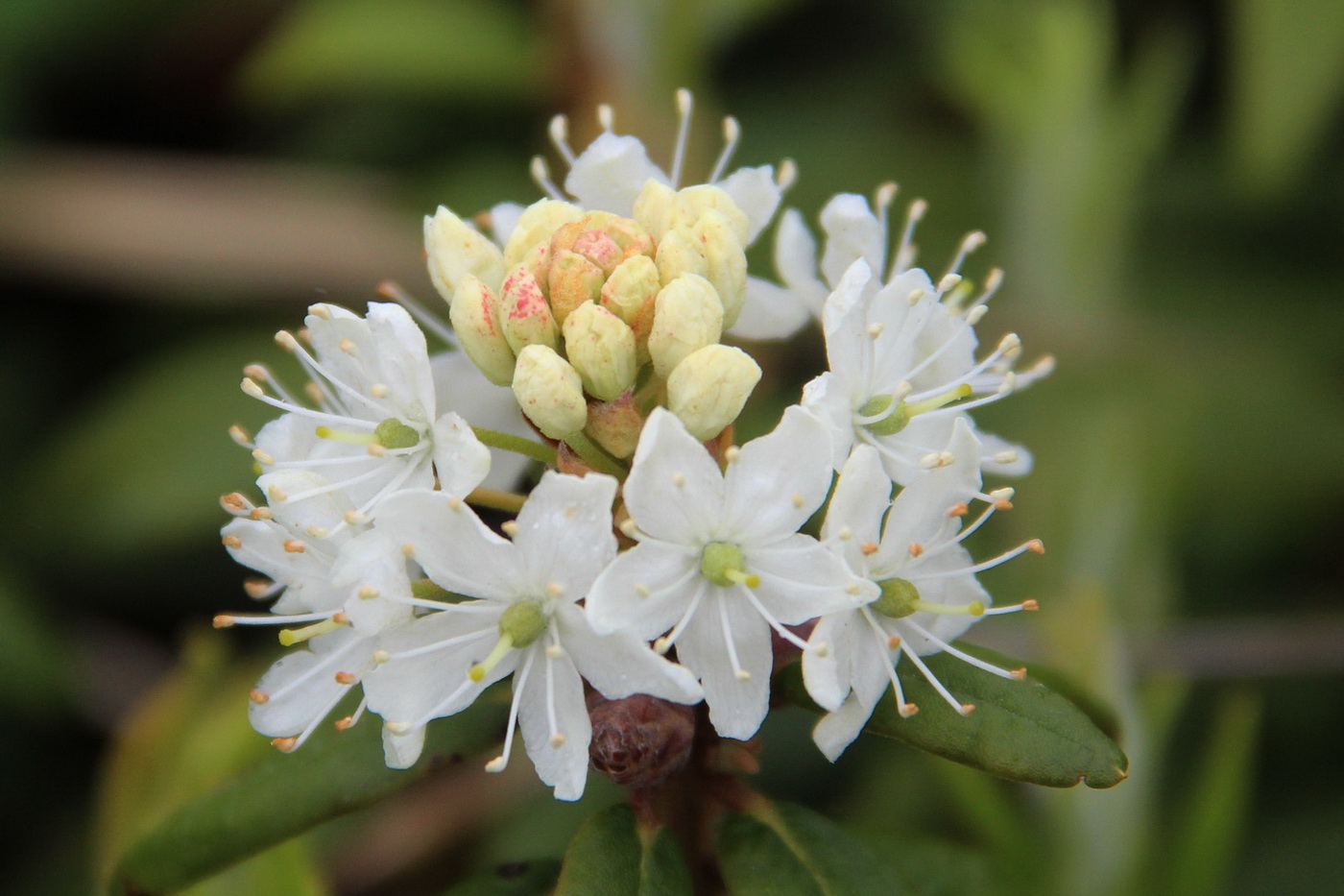Эфирное масло гренландского ледона: как его правильно использовать?
