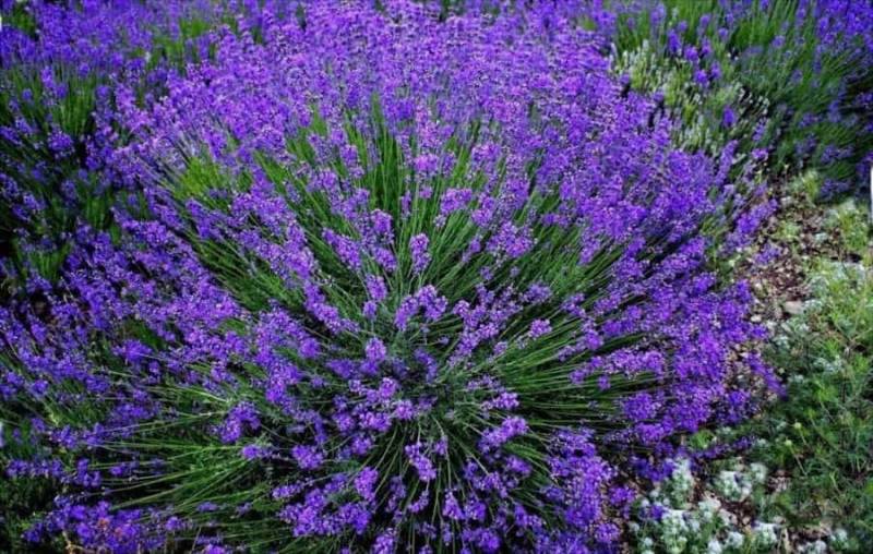 Эфирное масло Лавандина Супер: как его правильно использовать?