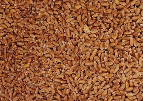 Спельта и Полба