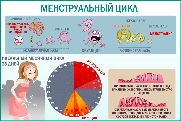 Женский цикл картинка