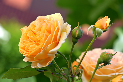 Чайная роза полезные свойства и противопоказания