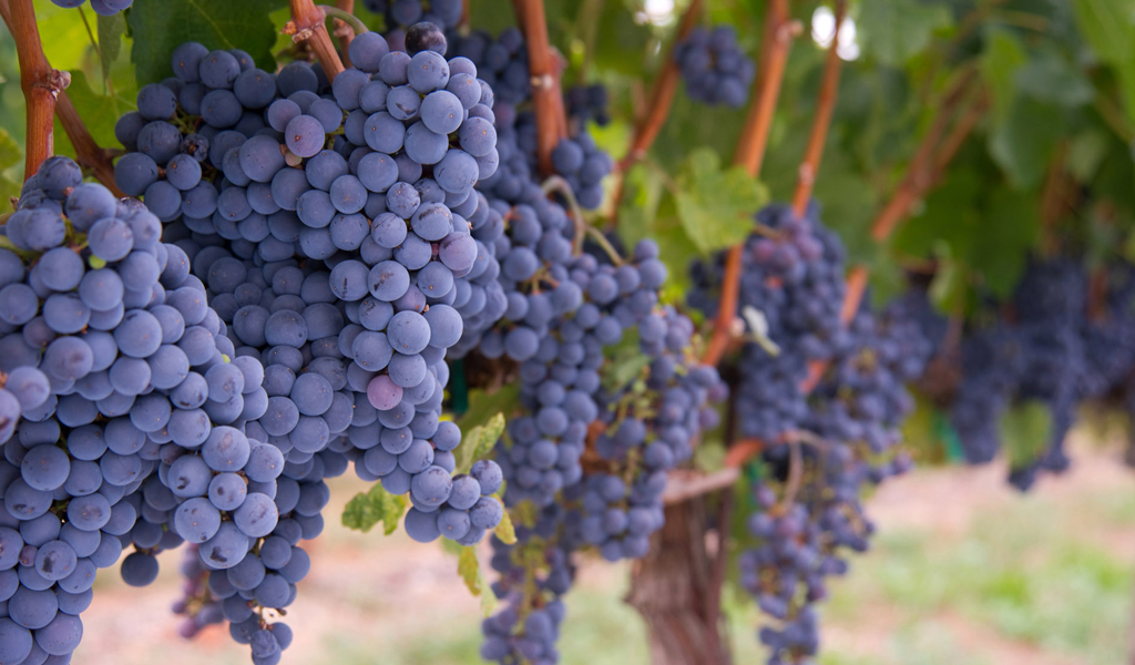 Купить Вино из винограда Мерло (Merlot)