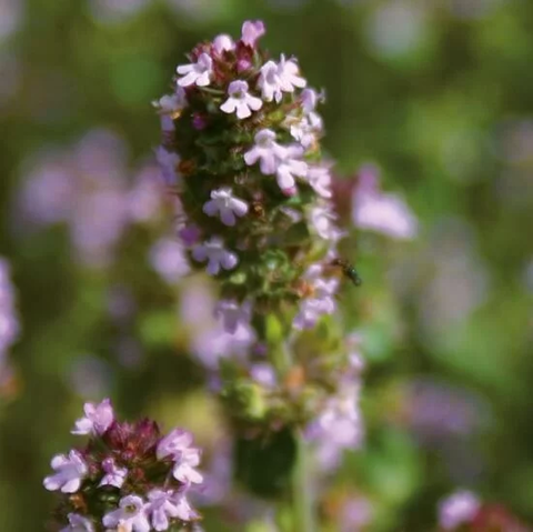 Эфирное масло тимьяна с туянолом: как его правильно использовать?