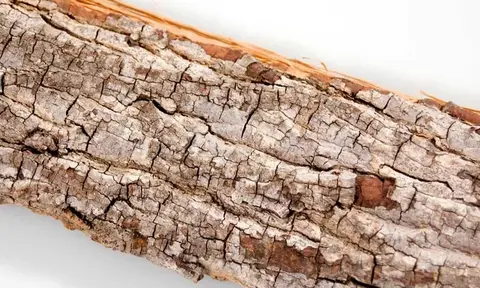 Эфирное масло катрафая или катафрея: как его правильно использовать?