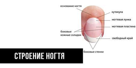 Вросший ноготь (онихокриптоз)