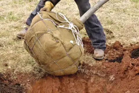 Упаковка и транспортировка посадочного материала: материалы и правила