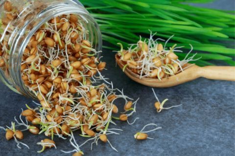 Польза проростков и микрозелени: ценность пророщенных зёрен и всходов для здоровья