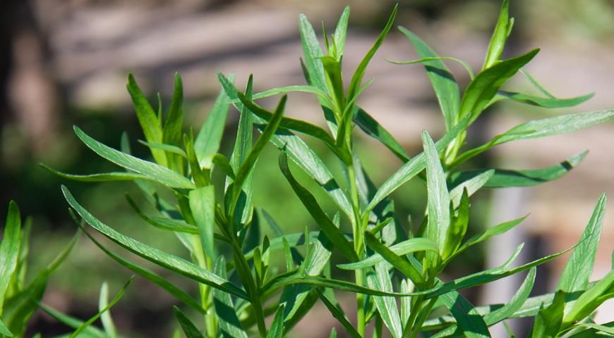 Эфирное масло эстрагона: как его правильно использовать?