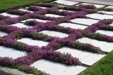 Как посадить, вырастить и ухаживать за тимьяном ползучим