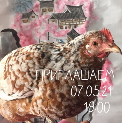 Бентамка Катарина приглашает на чаепитие