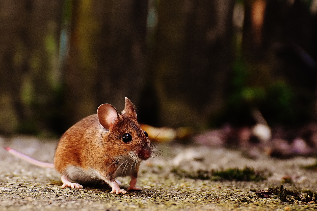Крысы - переносчики опасных заболеваний