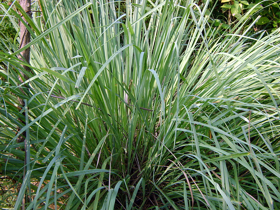 Эфирное масло Ахиберо (Cymbopogon giganteus): как его правильно использовать?