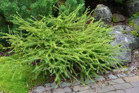 Эфирное масло лиственницы: как его правильно использовать?