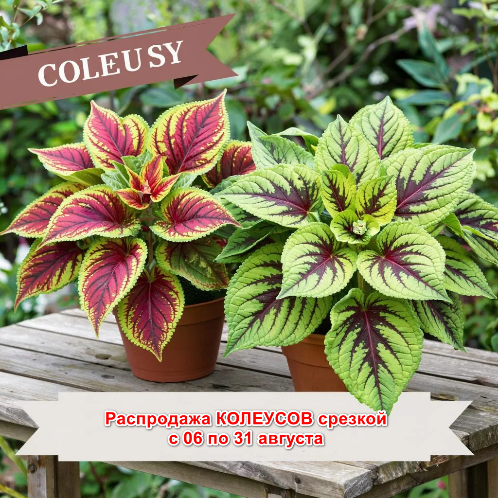 Колеусы Распродажа срезкой