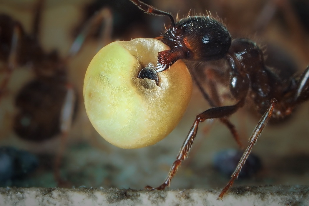 Жизнь муравья в природе