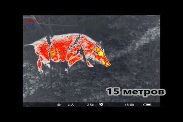 Охота с тепловизором: полное руководство по использованию тепловизионных прицелов днем и ночью