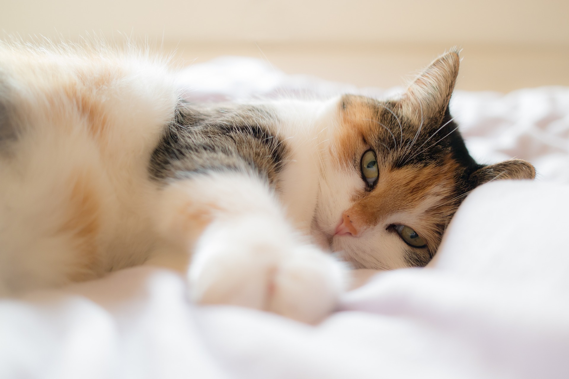 Кошачьи нежности. Почему кошки любят спать на людях?
