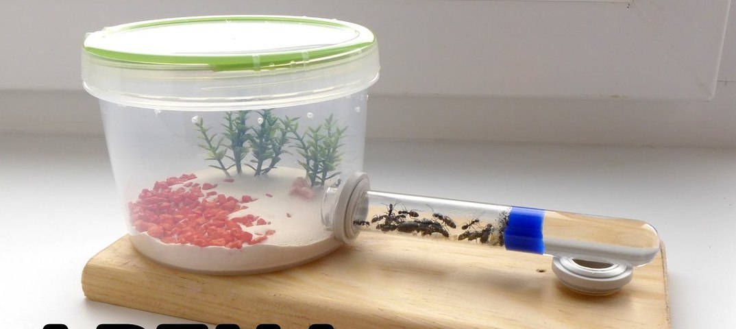Инструкция по заселению муравьёв в формикарий