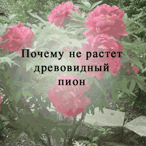 Почему не растет древовидный пион? Правильный уход за древовидным пионом.