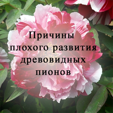 Почему не растет древовидный пион? Причины плохого развития древовидных пионов