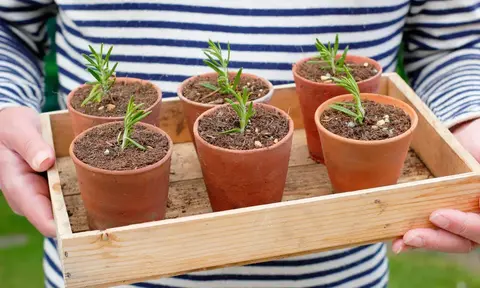 Искусство размножения мягкими черенками: от теории к практике