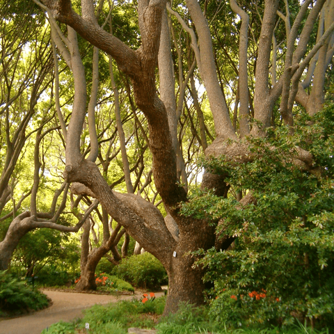 Эфирное масло дерева хо: как его правильно использовать?