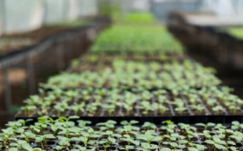 Регуляторы роста растений: виды, применение и дозировки