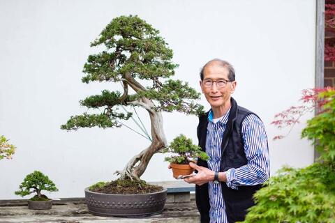 Обрезка НИВАКИ: формирование садовых сосен