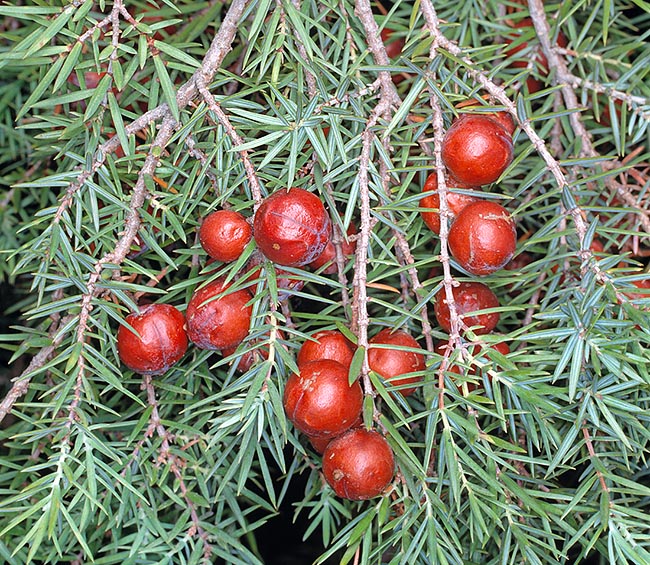 Эфирное масло кейда: как его правильно использовать?