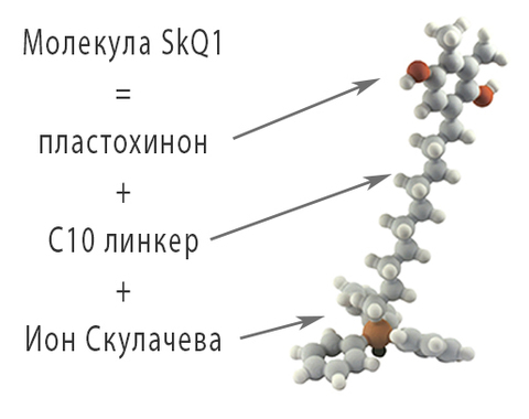 Ионы Скулачева и молекула SkQ1