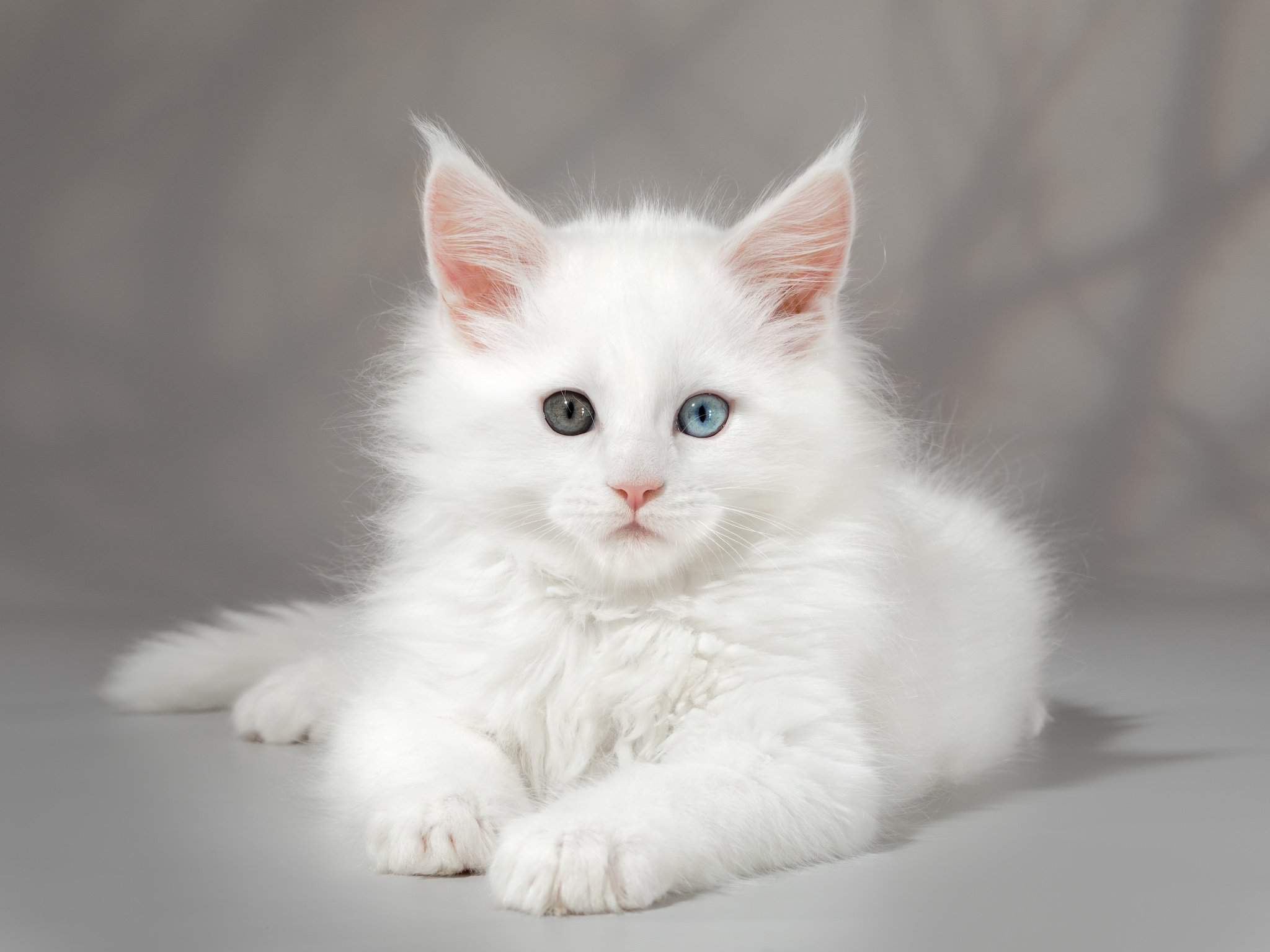 Белый мейкун. Мейн кун белый. Белая кошка Мейн кун. Мейн кун белый котенок. Кот Мейн кун белый с голубыми глазами.