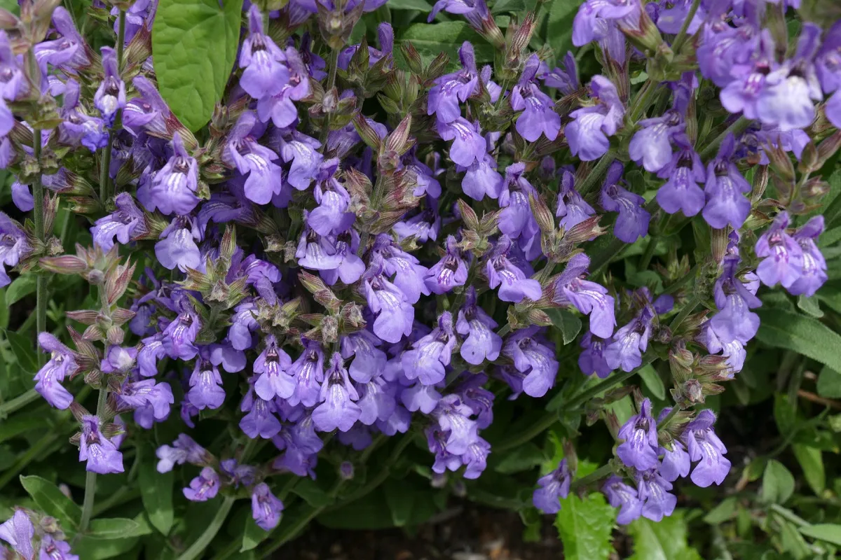 Эфирное масло шалфея лавандолистного (Salvia lavandulifolia): как его правильно использовать?