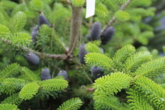 IMG_2255.jpg