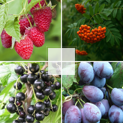 Плодово-ягодные деревья и кустарники