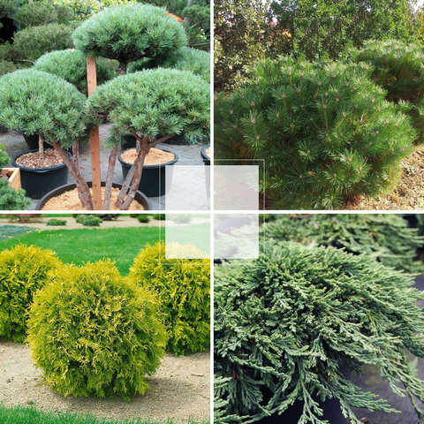 Хвойные растения