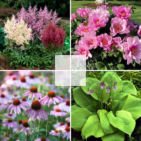 Многолетники