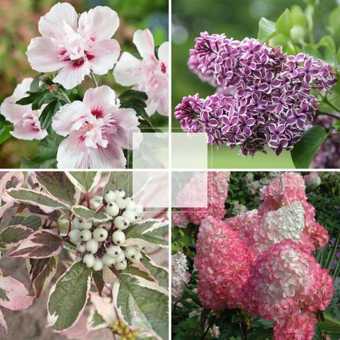 Кустарники